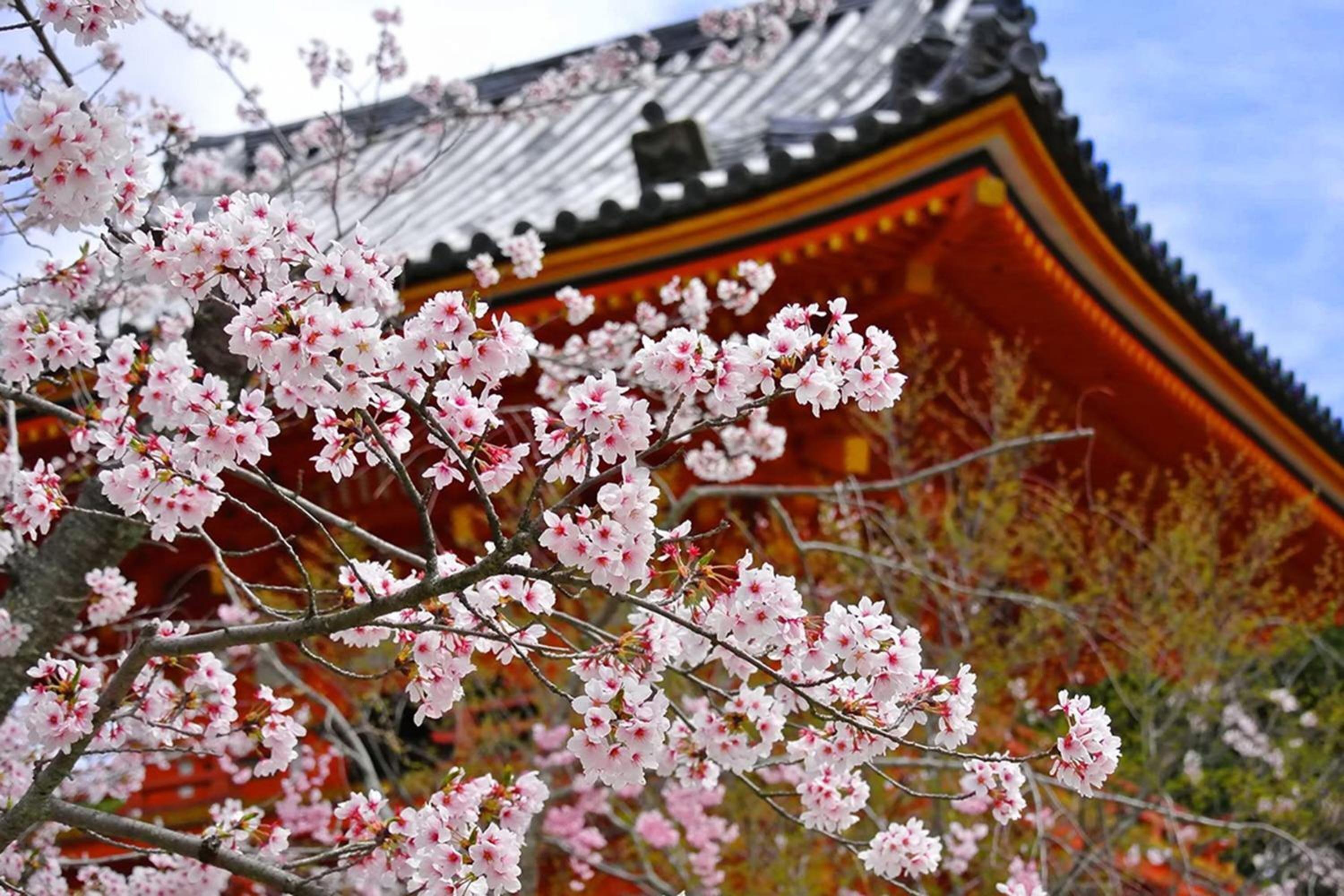 Kyomai Inn - Kyoto
